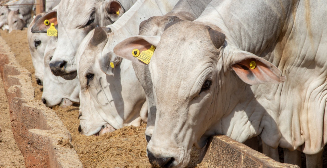 Trouw-bigsal-confimamento-nutricao-animal-foto-divulgacao