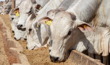 Do sistema ao cocho: desvendando as dietas dentro da mesma dieta na nutrição animal