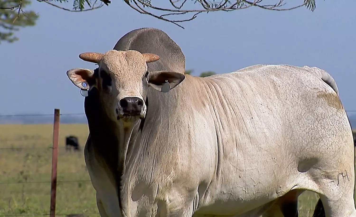 raça que originou maior rebanho do brasil