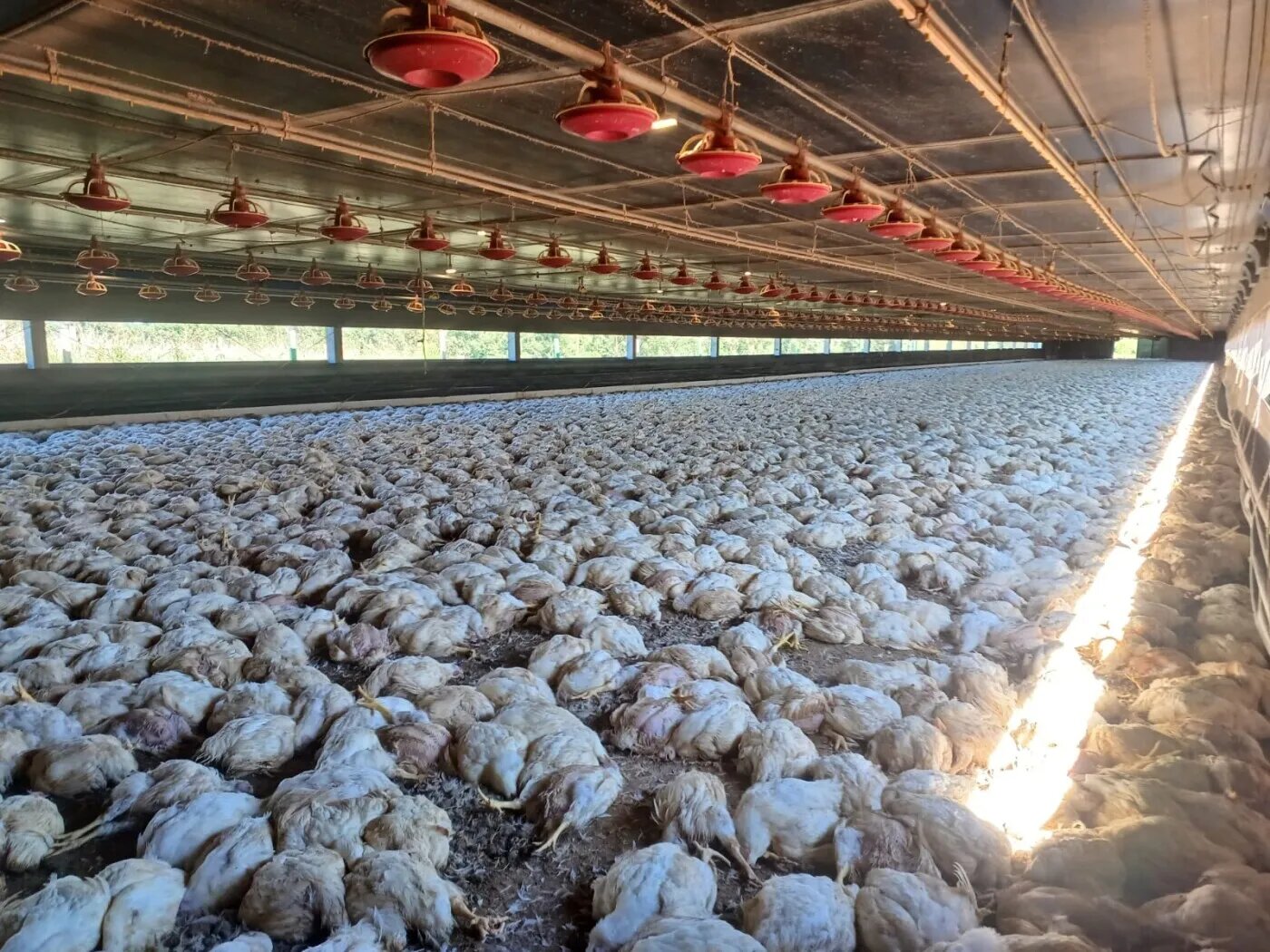 Veto da União Europeia leva ABPA a pedir fim de antimicrobianos em aves