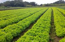 Preços da alface e da batata caem no atacado em janeiro, aponta Conab