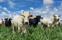 Embrapa valida diretrizes técnicas para produção de Carne Baixo Carbono