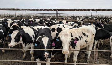 Confinamento: como o beef-on-dairy se transformou a pecuária leiteira