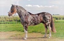 cavalo-crioulo-prestigio-do-itao