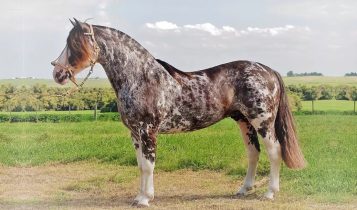cavalo-crioulo-prestigio-do-itao