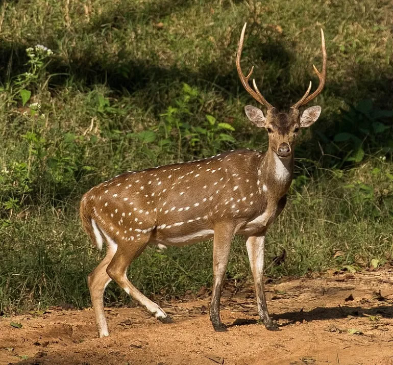 cervo da especie Axis Axis - conhecido popularmente como Chital - animal adulto