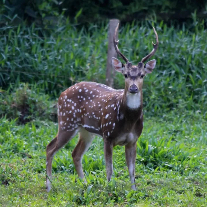 cervo da especie Axis Axis - conhecido popularmente como Chital - feed