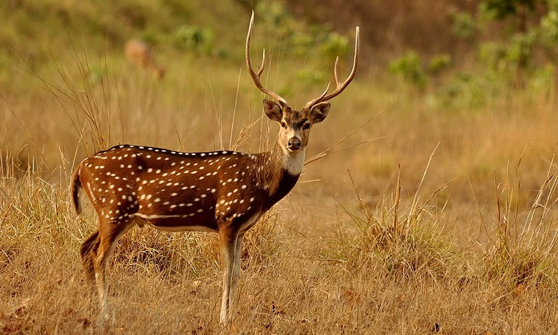 cervo da especie Axis Axis - conhecido popularmente como Chital