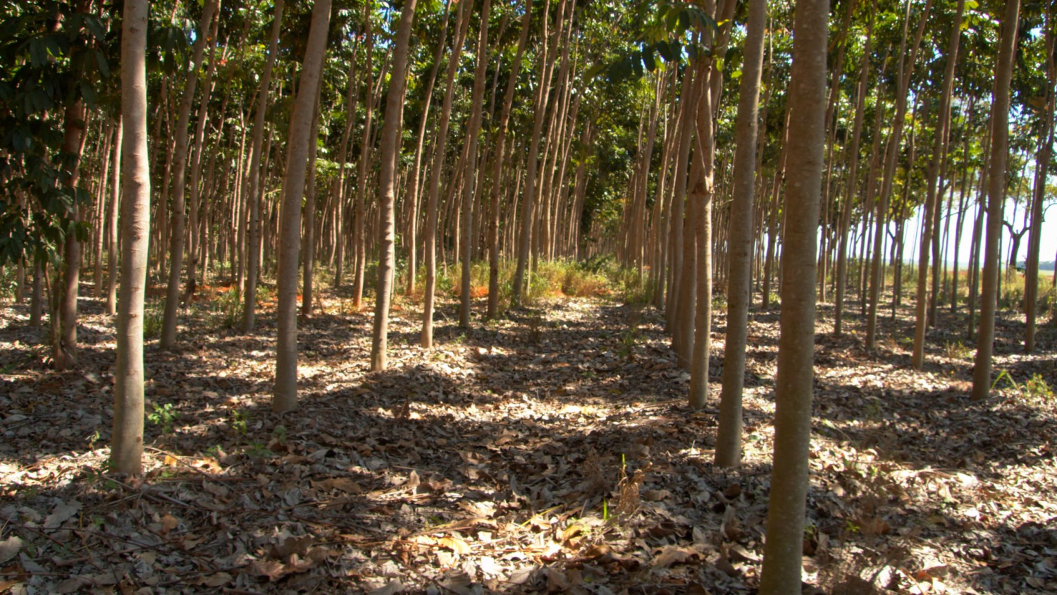 floresta de mogno africano