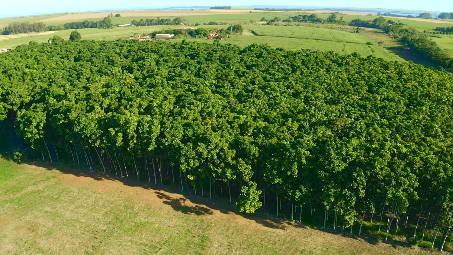 floresta-de-mogno-africano-ibf2