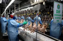 ABPA: armadores suspenderam novas reservas de embarque de frango ao Oriente Médio