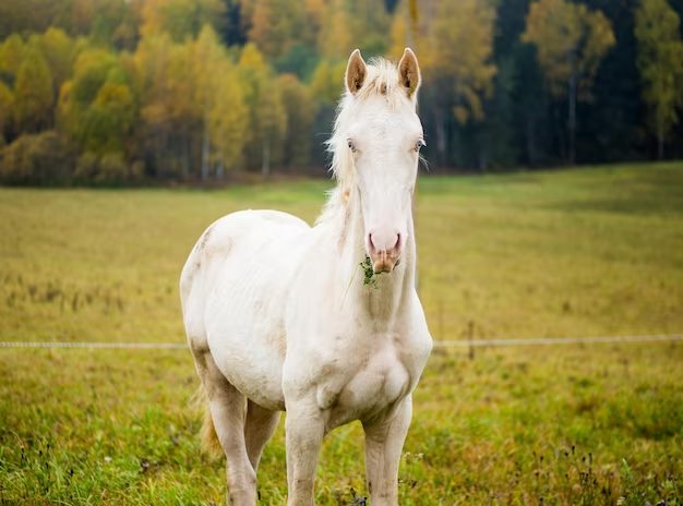 Entenda como funciona os genes das pelagens dos cavalos 