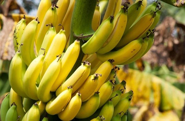 Como plantar banana; veja o passo a passo