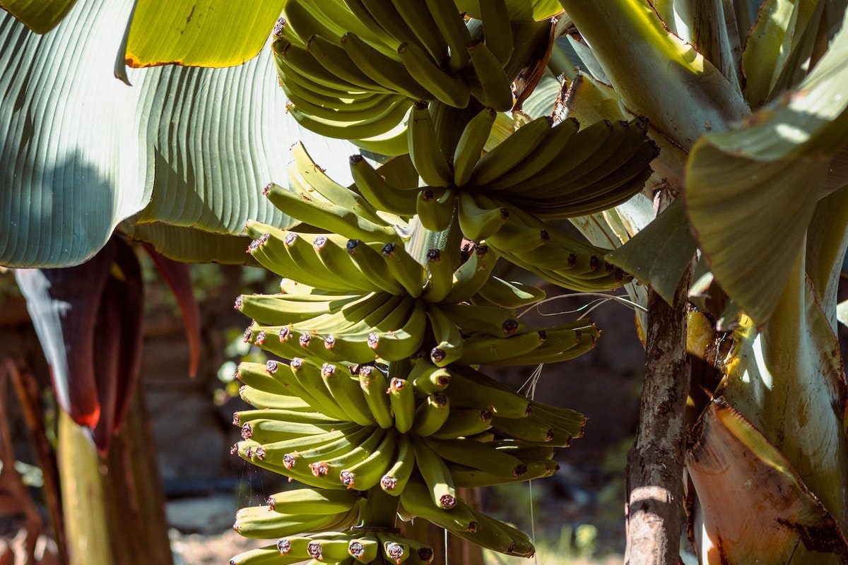 Descubra os segredos para plantar banana e colher de maneira eficaz!