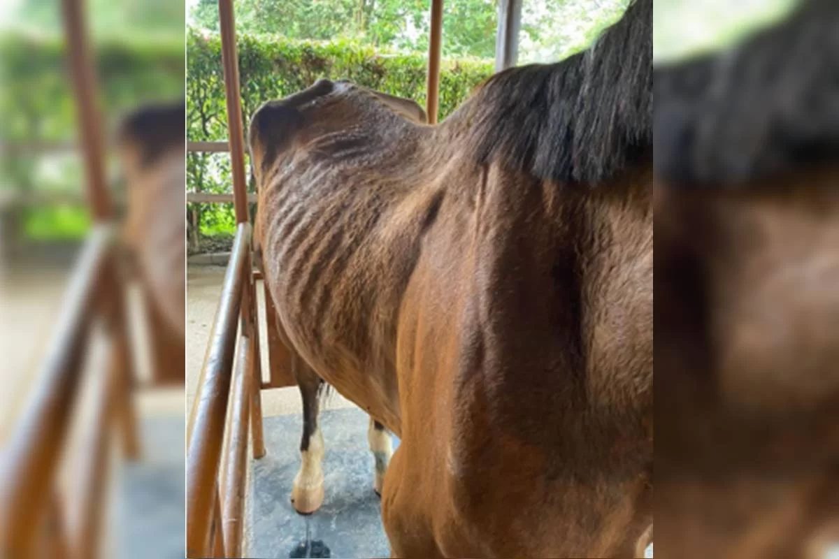 cavalo bicampeão de hipismo