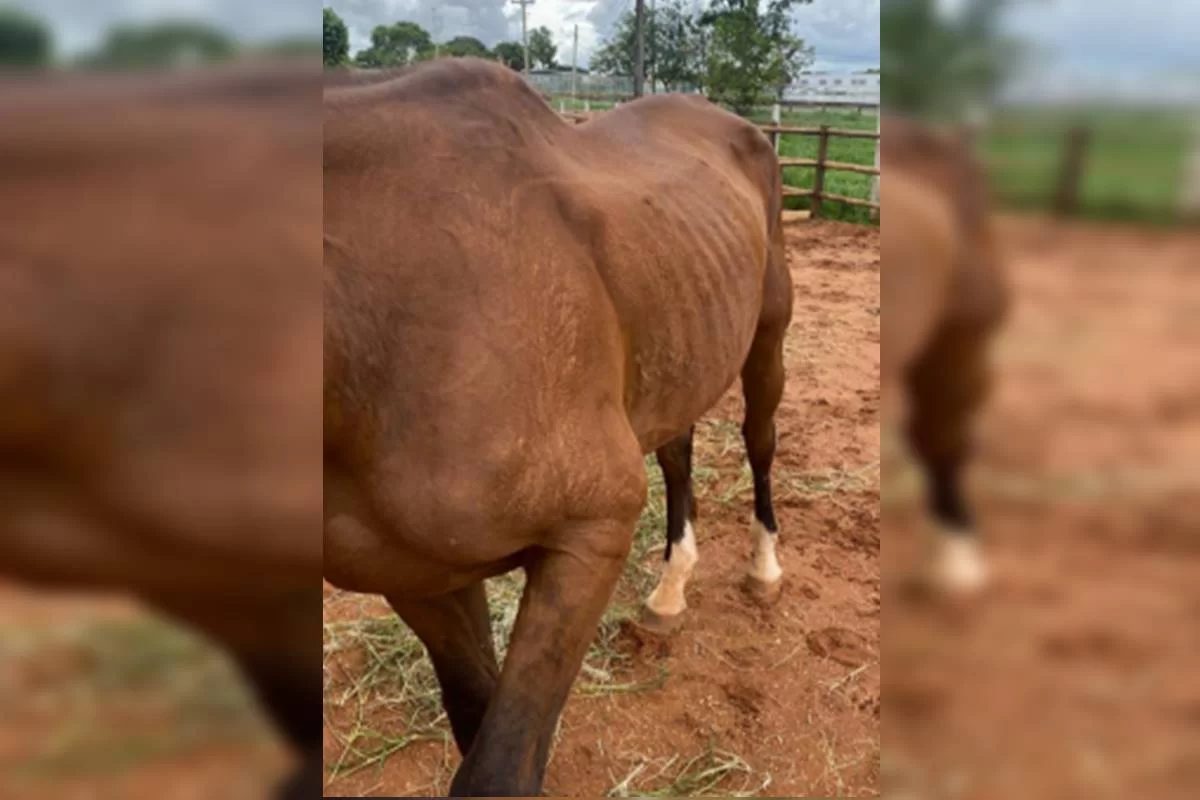 cavalo bicampeão de hipismo