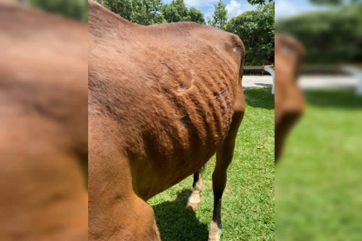 cavalo bicampeão de hipismo