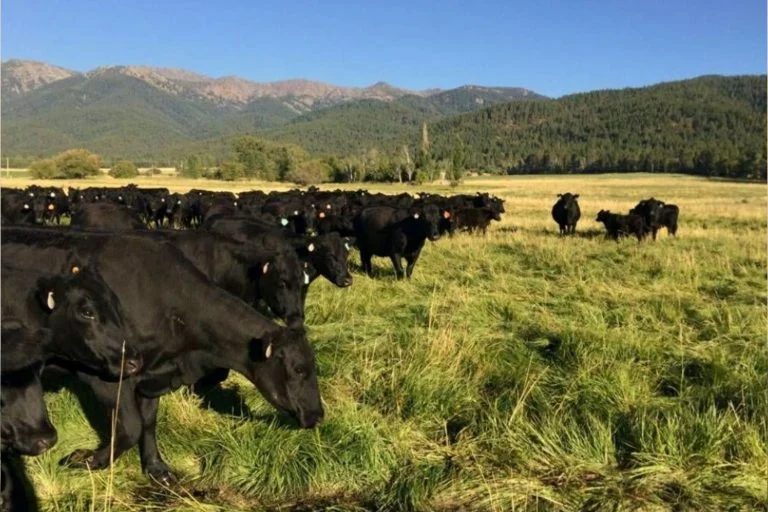 Sexta geração na pecuária está revolucionando o mercado de carne bovina de luxo