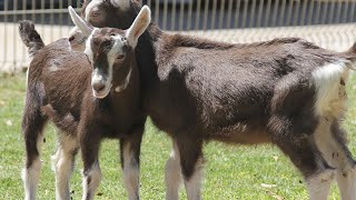 As 5 melhores raças de caprinos para sua fazenda