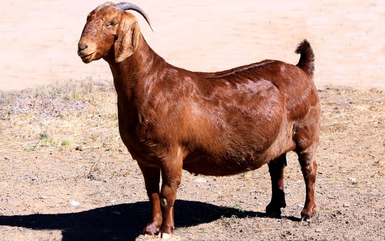 As 5 melhores raças de caprinos para sua fazenda