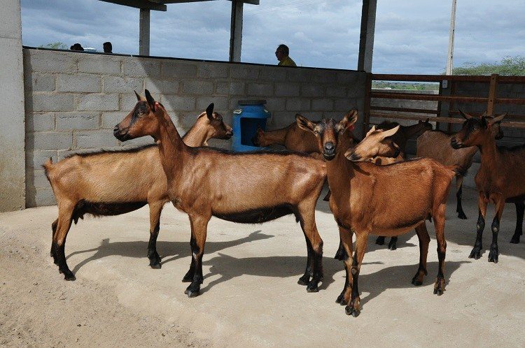 As 5 melhores raças de caprinos para sua fazenda