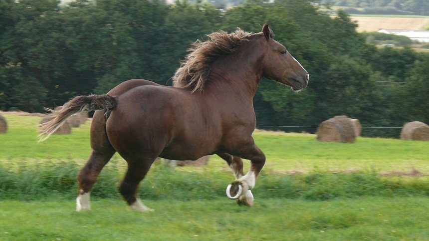 cavalo mais forte do mundo