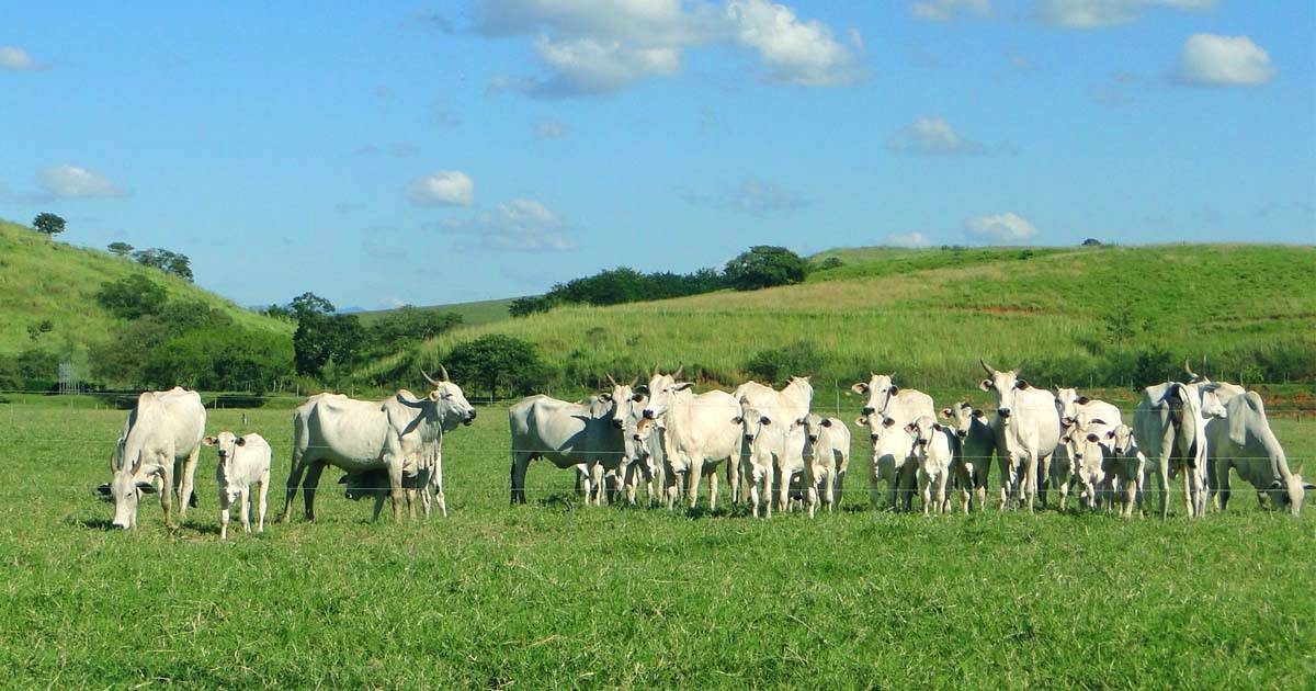 Como produzir recria com qualidade e rapidez de forma eficiente