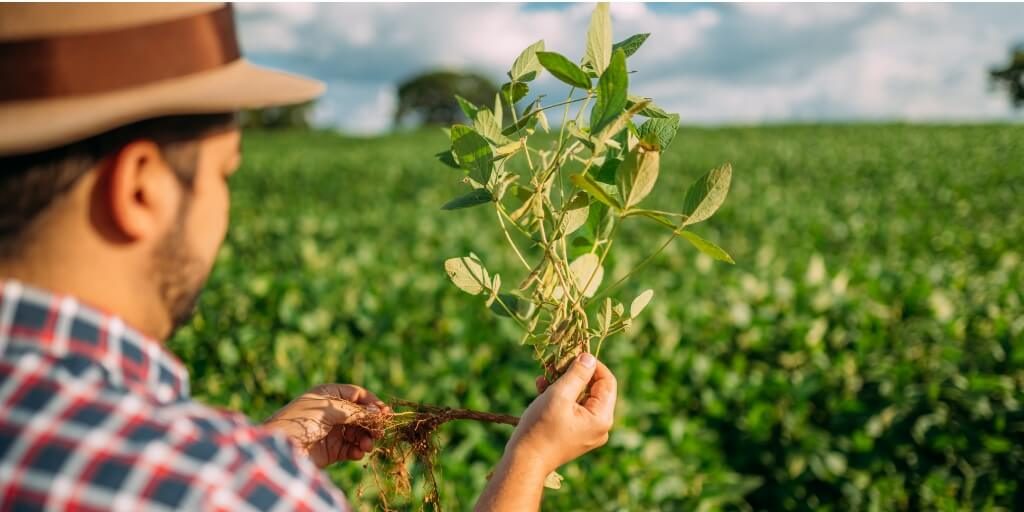 Inoculantes: O que todo agricultor precisa saber para potencializar seus cultivos