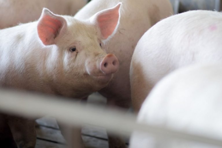 produção de carne suína