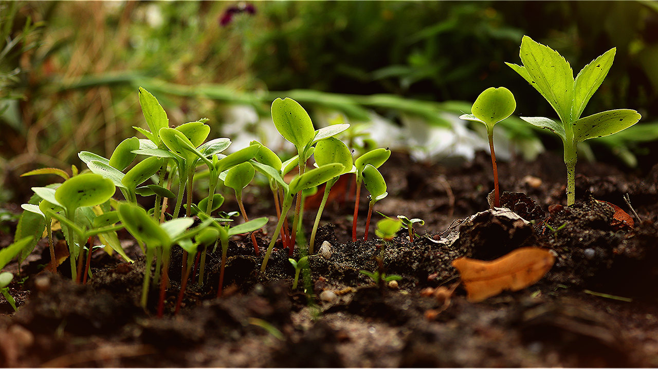 Inoculantes: O que todo agricultor precisa saber para potencializar seus cultivos