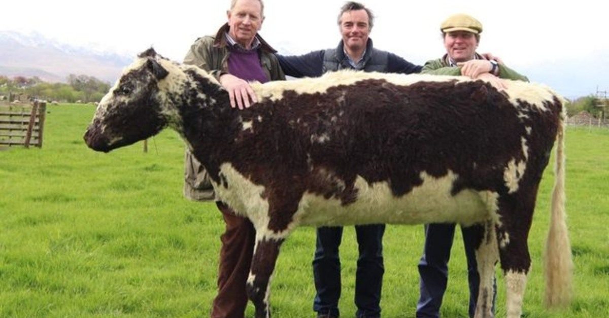 VÍDEO: Vaca mais velha e fértil do mundo tomava whisky