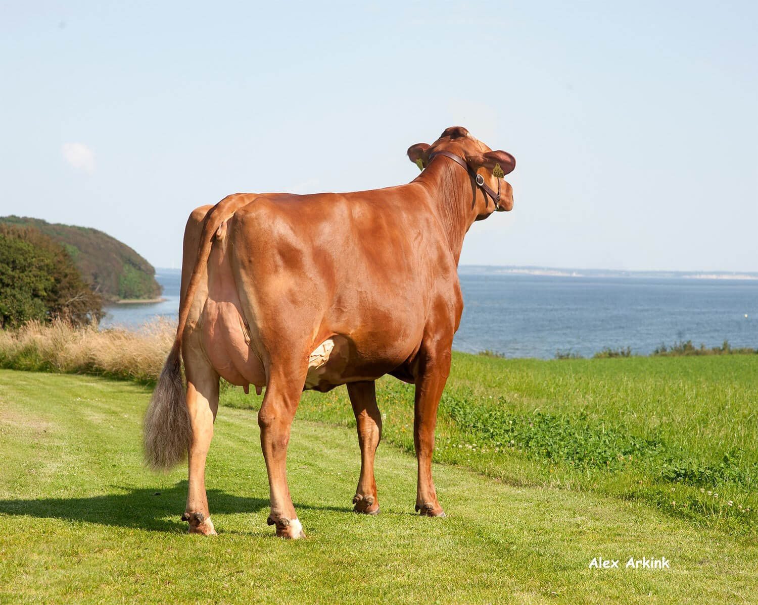 Conheça o melhor gado vermelho, também conhecido como Danish Red