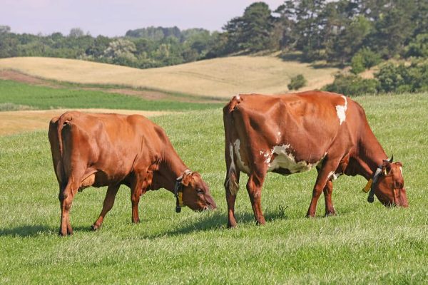 Conheça o melhor gado vermelho, também conhecido como Danish Red