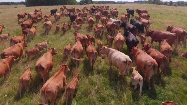 Conheça o melhor gado vermelho, também conhecido como Danish Red