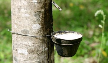 Subvenção de R$ 70 mi é divulgado para equalizar o preço da borracha natural