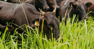 limpeza de pasto e lei