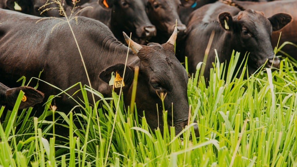 limpeza de pasto e lei