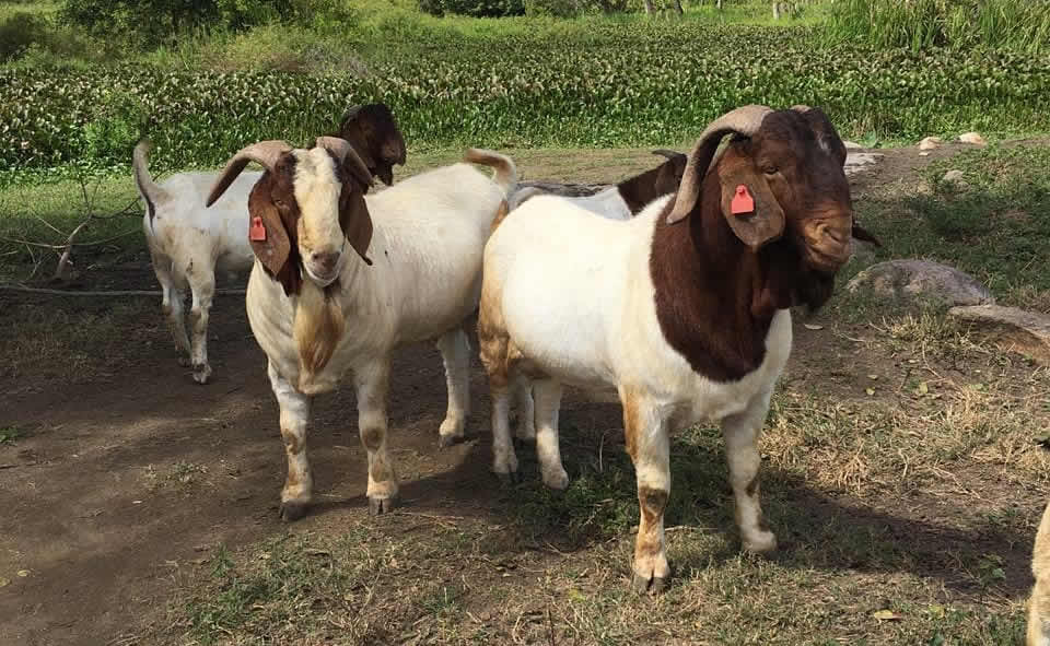 rebanho de animais da raca boer 2