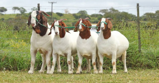 rebanho de animais da raca boer