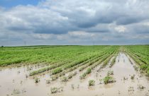 recuperacao judicial no agronegocio - lavoura com excesso de chuvas