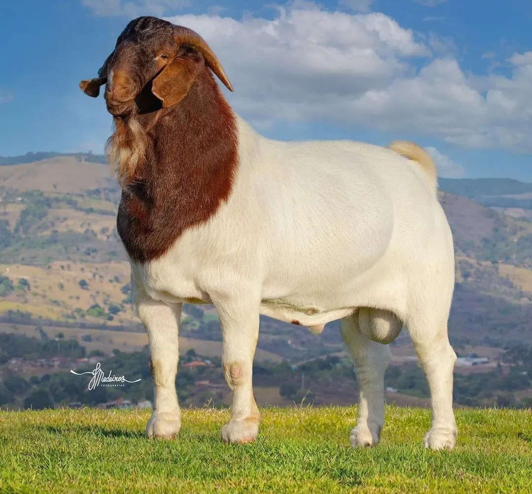 reprodutor da raca boer de caprinos - joao medeiros foto