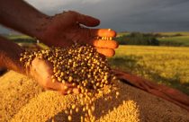 Conheça os 3 principais tipos de semente de soja
