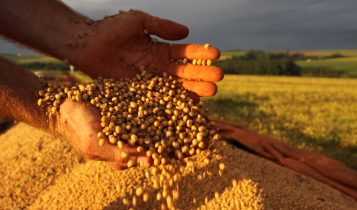 Conheça os 3 principais tipos de semente de soja