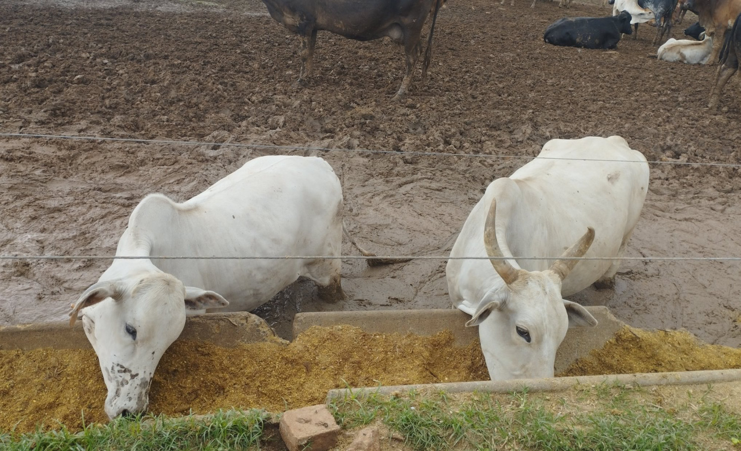 vacas em confinamento atoladas na lama - atolamento - problemas de barro em confinamento