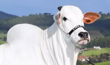 viatina-19 vaca nelore recorde mundial
