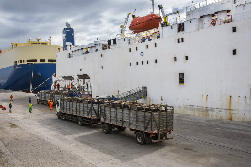 Artigo: O diálogo necessário sobre a exportação de gado vivo