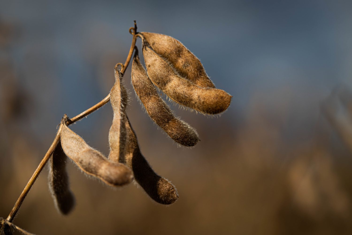 Cultivares de soja adaptadas são essenciais para o Sul em ano de La Niña