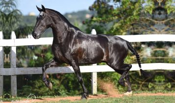 raças de cavalo mais valorizadas do mundo