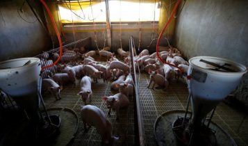 Criadores de suínos da Seara avançam em biodigestores, diz JBS