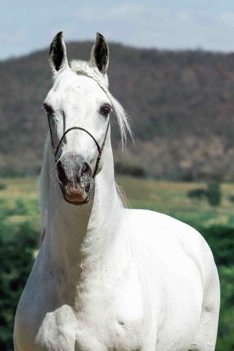 Herdade Poquer - Mangalarga Marchador